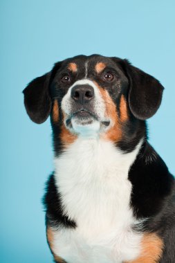 entlebucher dağ köpek açık mavi renkli izole. Stüdyo vurdu.