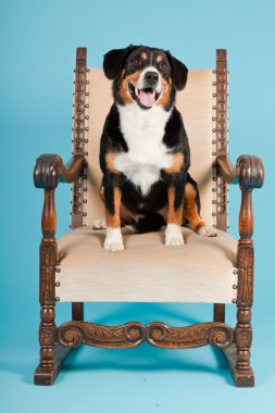 entlebucher dağ köpek açık mavi renkli izole sandalyede oturuyor. Stüdyo vurdu.