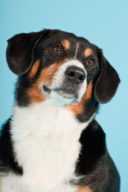 entlebucher dağ köpek açık mavi renkli izole. Stüdyo vurdu.