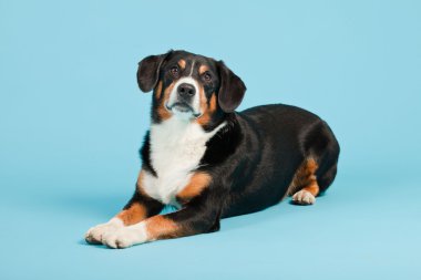 entlebucher dağ köpek açık mavi renkli izole. Stüdyo vurdu.