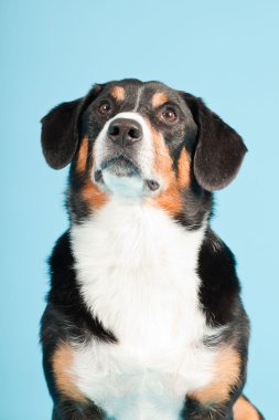 entlebucher dağ köpek açık mavi renkli izole. Stüdyo vurdu.