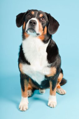 entlebucher dağ köpek açık mavi renkli izole. Stüdyo vurdu.