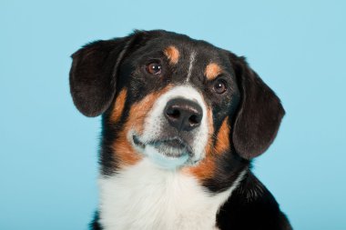 entlebucher dağ köpek açık mavi renkli izole. Stüdyo vurdu.