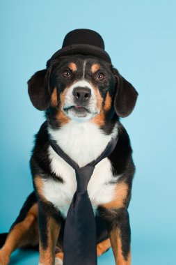 entlebucher dağ köpek şapkası ve açık mavi renkli izole kravat. Stüdyo vurdu.