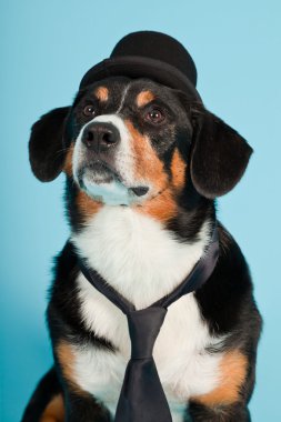 entlebucher dağ köpek şapkası ve açık mavi renkli izole kravat. Stüdyo vurdu.