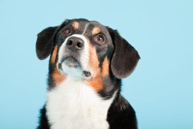 entlebucher dağ köpek açık mavi renkli izole. Stüdyo vurdu.