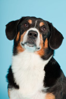 entlebucher dağ köpek açık mavi renkli izole. Stüdyo vurdu.