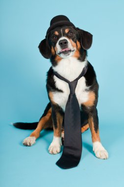 entlebucher dağ köpek şapkası ve açık mavi renkli izole kravat. Stüdyo vurdu.