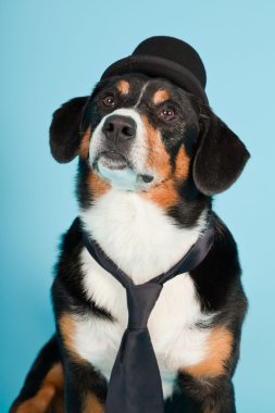 entlebucher dağ köpek şapkası ve açık mavi renkli izole kravat. Stüdyo vurdu.