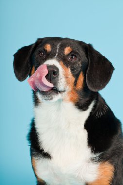 entlebucher dağ köpek açık mavi renkli izole. Stüdyo vurdu.