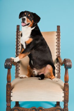 entlebucher dağ köpek açık mavi renkli izole sandalyede oturuyor. Stüdyo vurdu.