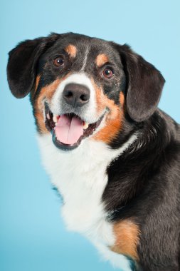 entlebucher dağ köpek açık mavi renkli izole. Stüdyo vurdu.