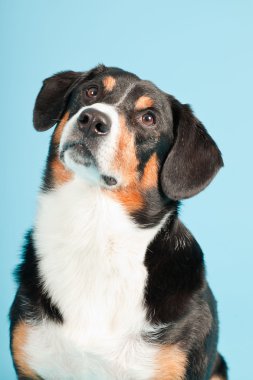 entlebucher dağ köpek açık mavi renkli izole. Stüdyo vurdu.