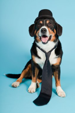 entlebucher dağ köpek şapkası ve açık mavi renkli izole kravat. Stüdyo vurdu.