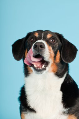 entlebucher dağ köpek açık mavi renkli izole. Stüdyo vurdu.