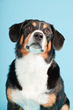 entlebucher dağ köpek açık mavi renkli izole. Stüdyo vurdu.