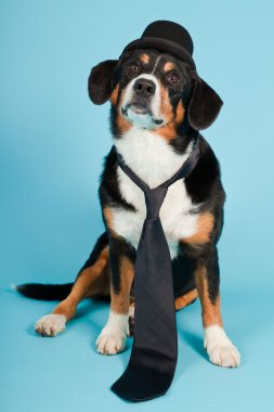 entlebucher dağ köpek şapkası ve açık mavi renkli izole kravat. Stüdyo vurdu.