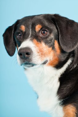 entlebucher dağ köpek açık mavi renkli izole. Stüdyo vurdu.