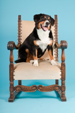 entlebucher dağ köpek açık mavi renkli izole sandalyede oturuyor. Stüdyo vurdu.