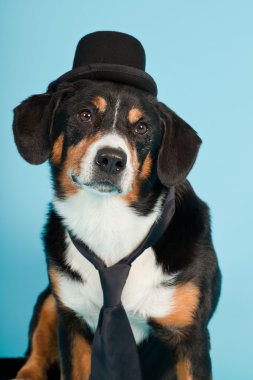 entlebucher dağ köpek şapkası ve açık mavi renkli izole kravat. Stüdyo vurdu.