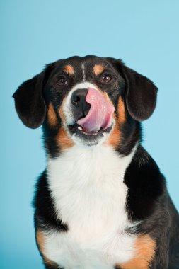 entlebucher dağ köpek açık mavi renkli izole. Stüdyo vurdu.