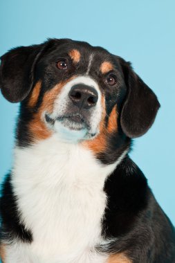 entlebucher dağ köpek açık mavi renkli izole. Stüdyo vurdu.