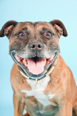 Brown old staffordshire isolated on light blue background. Studio shot. clipart