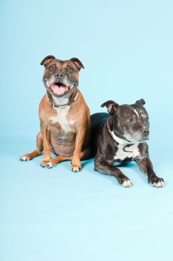 Two old staffordshires isolated on light blue background. Studio shot. clipart