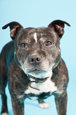 köpek izole açık mavi renkli, siyah eski staffordshire. Stüdyo vurdu.