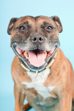 Brown old staffordshire isolated on light blue background. Studio shot. clipart