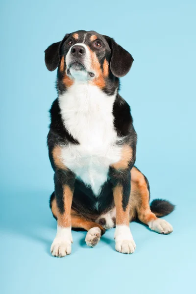Entlebucher Mountain Dog isolated on light blue background. Studio shot. — Stock Photo, Image