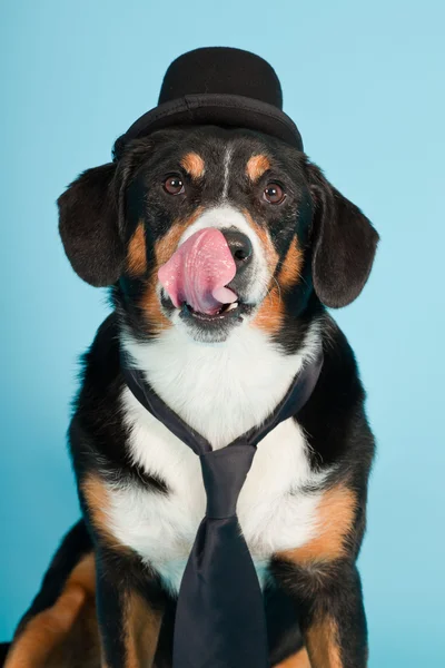 Entlebucher βουνό σκυλί φορώντας καπέλο και γραβάτα που απομονώνονται σε γαλάζιο φόντο. Studio που γυρίστηκε. — Φωτογραφία Αρχείου