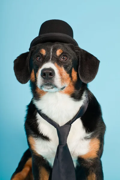 Entlebucher Mountain Dog con sombrero y corbata aislados sobre fondo azul claro. Captura de estudio . —  Fotos de Stock