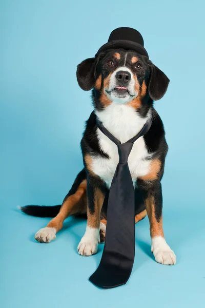 Entlebucher 山狗戴着帽子和领带浅蓝色背景上隔离。工作室拍摄. — 图库照片