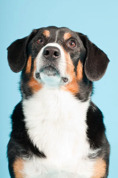 stock image Entlebucher Mountain Dog isolated on light blue background. Studio shot.