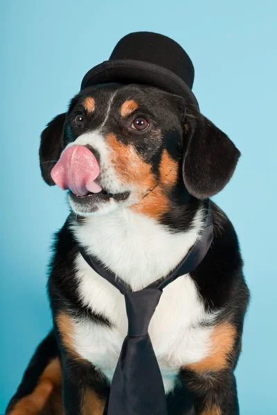 Entlebucher Sennenhund mit Hut und Krawatte vereinzelt auf hellblauem Hintergrund. Studioaufnahme. — Stockfoto