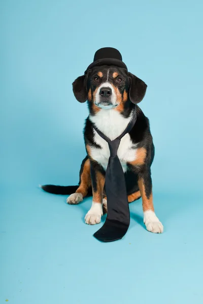 Entlebucher Mountain Dog portant chapeau et cravate isolés sur fond bleu clair. Plan studio . — Photo