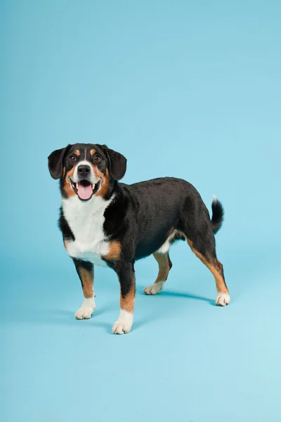 Entlebucher berg hond geïsoleerd op lichte blauwe achtergrond. studio opname. — Stockfoto