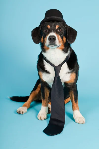Entlebucher Sennenhond dragen van hoed en stropdas geïsoleerd op lichte blauwe achtergrond. studio opname. — Stockfoto