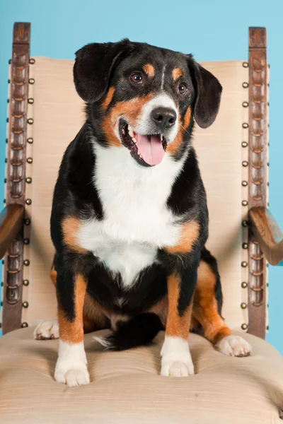 Entlebucher horský pes sedí na židli, izolované na světle modrém pozadí. Studio záběr. — Stock fotografie