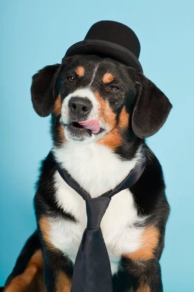Pies pasterski entlebucher sobie kapelusz i krawat na białym tle na światło niebieskie tło. łapka. — Zdjęcie stockowe