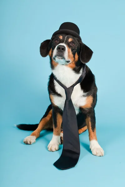 stock image Entlebucher Mountain Dog wearing hat and tie isolated on light blue background. Studio shot.