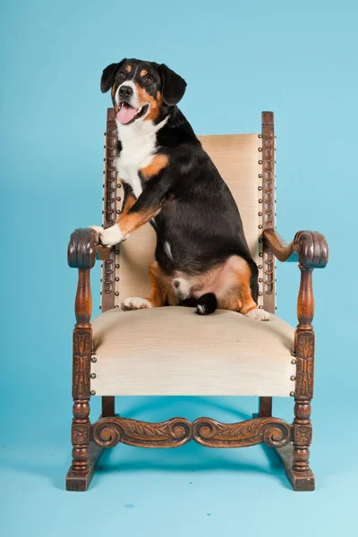 Entlebucher Mountain Dog sidder på stolen isoleret på lyseblå baggrund. Studieoptagelse . - Stock-foto