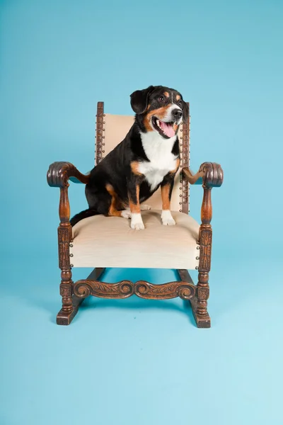 Entlebucher Mountain Dog seduto sulla sedia isolato su sfondo azzurro. Studio girato . — Foto Stock