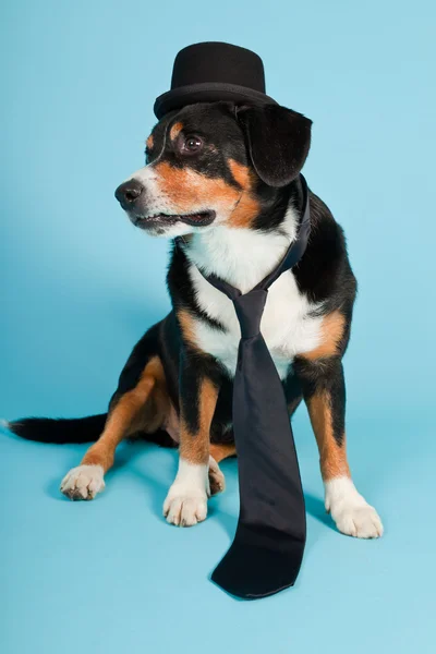 Entlebucher βουνό σκυλί φορώντας καπέλο και γραβάτα που απομονώνονται σε γαλάζιο φόντο. Studio που γυρίστηκε. — Φωτογραφία Αρχείου