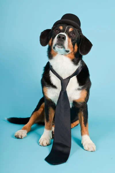 stock image Entlebucher Mountain Dog wearing hat and tie isolated on light blue background. Studio shot.