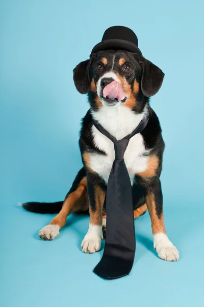 Pies pasterski entlebucher sobie kapelusz i krawat na białym tle na światło niebieskie tło. łapka. — Zdjęcie stockowe