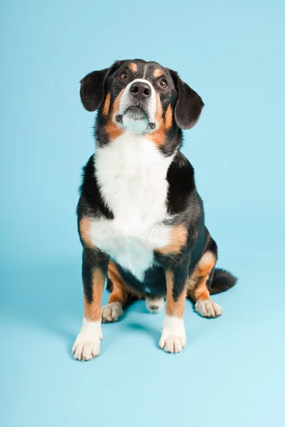 Βουνό entlebucher σκύλος απομονώνονται σε γαλάζιο φόντο. Studio που γυρίστηκε. — Φωτογραφία Αρχείου