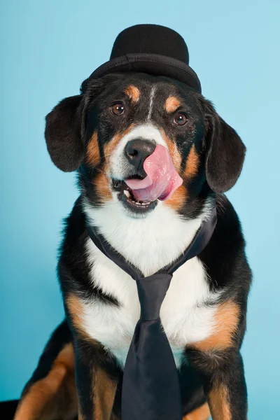 Entlebucher Mountain Dog indossa cappello e cravatta isolati su sfondo azzurro. Studio girato . — Foto Stock