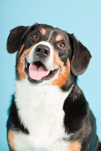 stock image Entlebucher Mountain Dog isolated on light blue background. Studio shot.